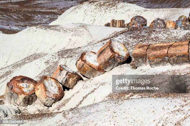 a petrified wood log in the desert - parque nacional da floresta petrificada - fotografias e filmes do acervo