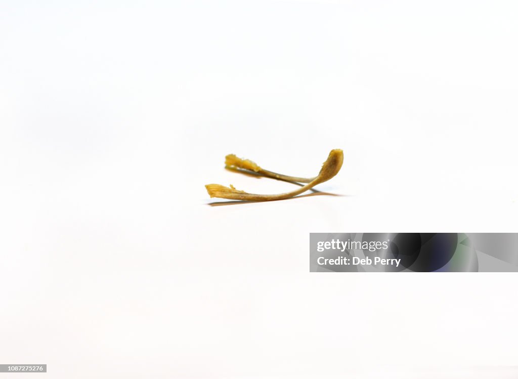 Closeup of a wishbone against a white background