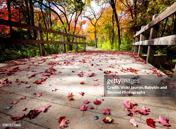 fall leaves on bridge at belmont lake state park - belmont park long island stock pictures, royalty-free photos & images