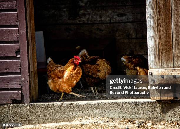 rustic scene of chickens in barn at bayard cutting arboretum, long island - chicken feathers stock pictures, royalty-free photos & images