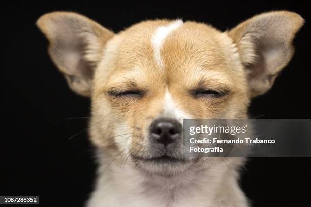 dog with eyes closed - dog eyes closed stock pictures, royalty-free photos & images