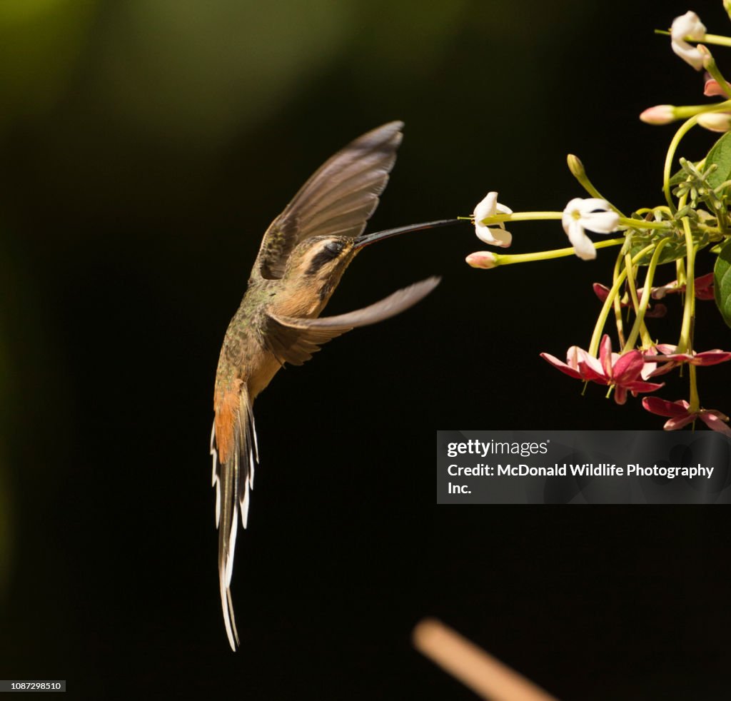 Planalto hermit hummingbird