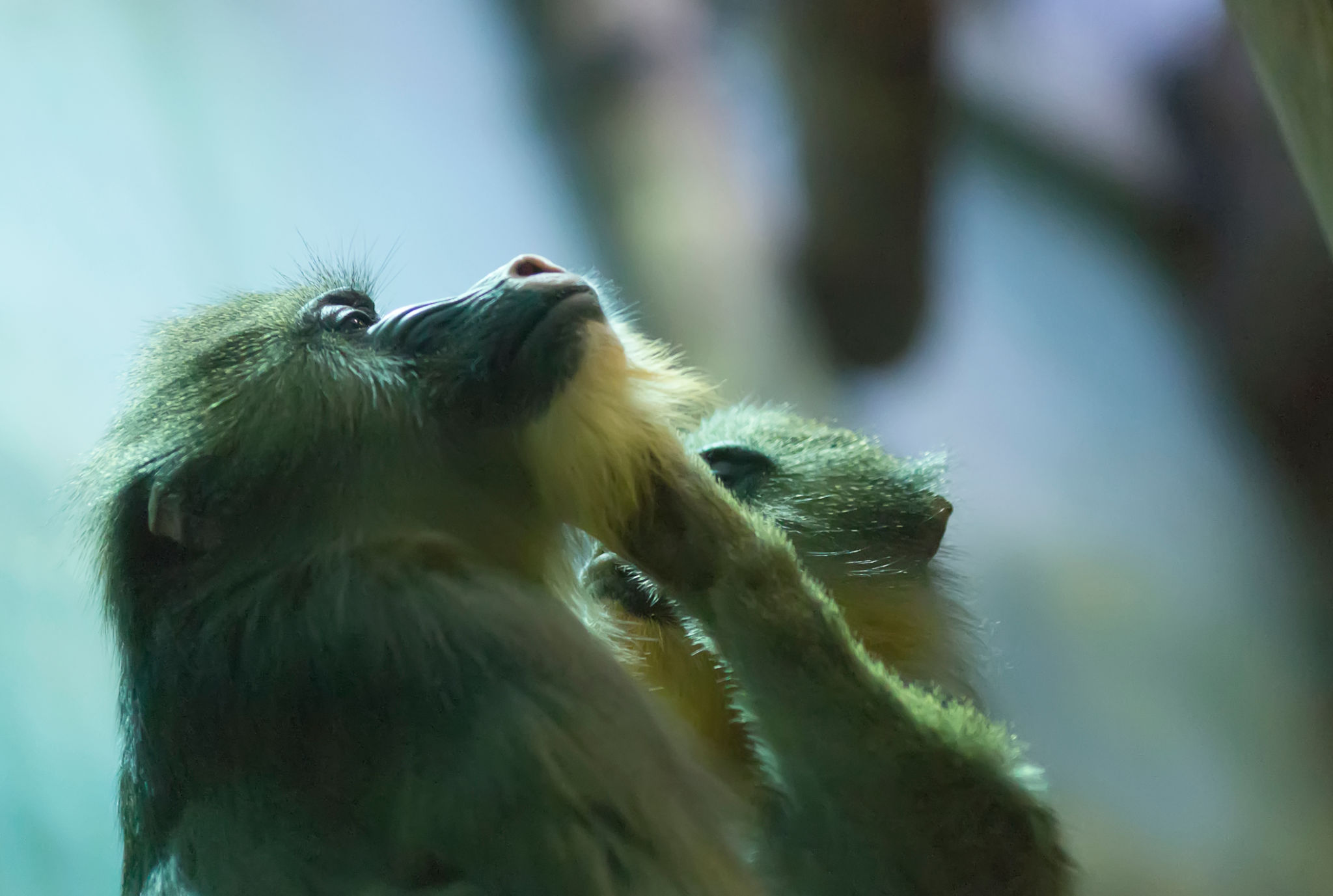ogba zoo