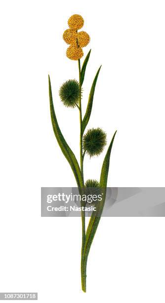 stockillustraties, clipart, cartoons en iconen met egelskop (bur-reed) - riet-grassenfamilie