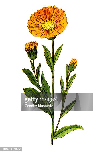 23点のトウキンセンカイラスト素材 Getty Images 23点のトウキンセンカイラスト素材 Getty Images