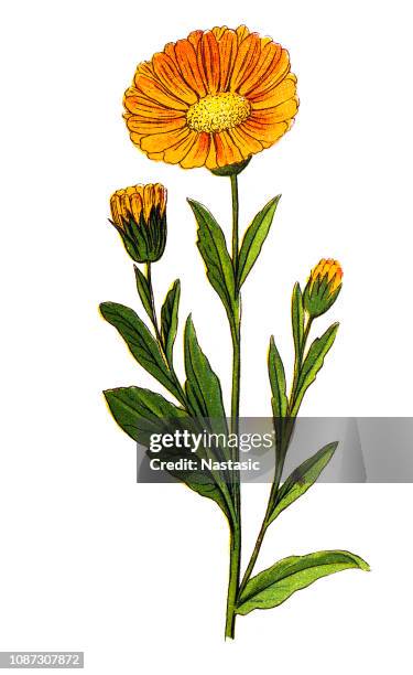 calendula officinalis, the pot marigold, ruddles, common marigold or scotch marigold - buttercup family stock illustrations