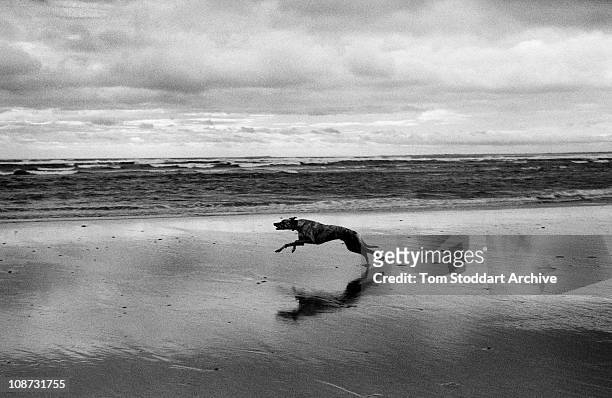 Greyhound dog races excitedly along Alnmouth Beach on the Northumberland coast.