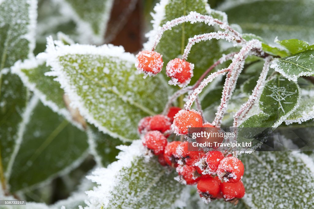 Frosty Red Berries