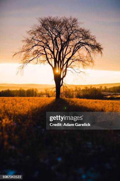 tree and sunrise i - new morning stock pictures, royalty-free photos & images