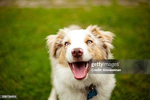 cute puppy - australische herder stockfoto's en -beelden