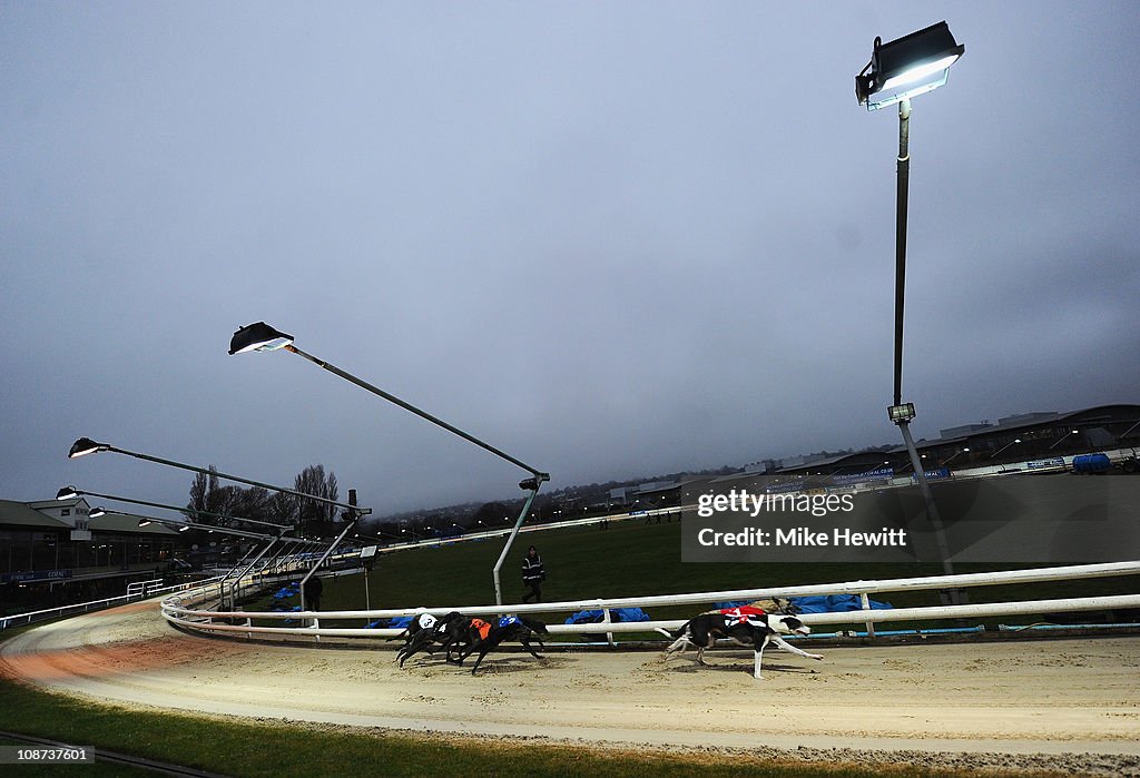 Greyhound Races at Brighton