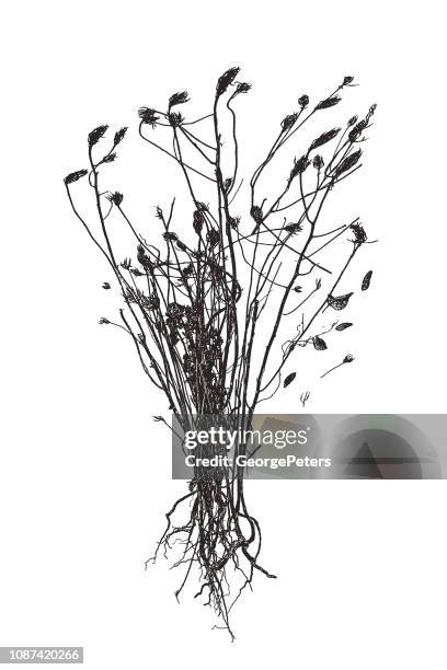 dried, dead flowers - dead plant illustration stock illustrations