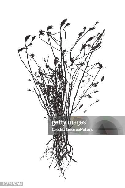 dried, dead flowers - bunch stock illustrations