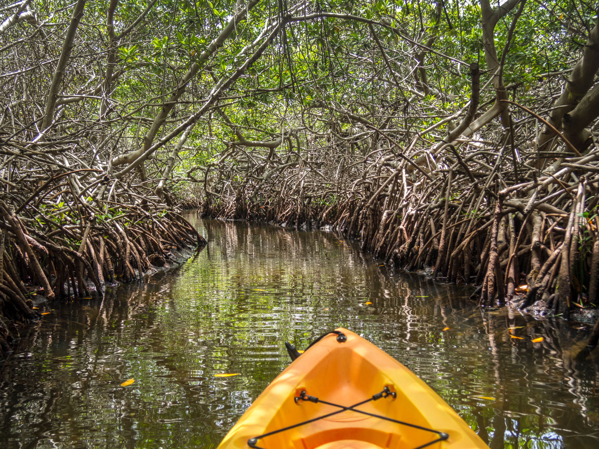 kayaking mangroves