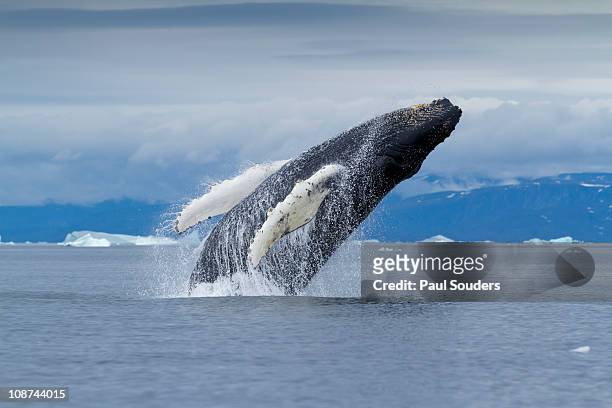 humpback whale breach, disko bay, greenland - whale foto e immagini stock