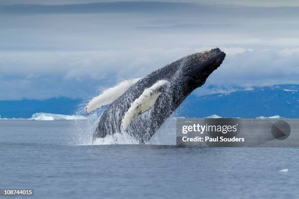 humpback whale breach, disko bay, greenland - ブリーチング ストックフォトと画像