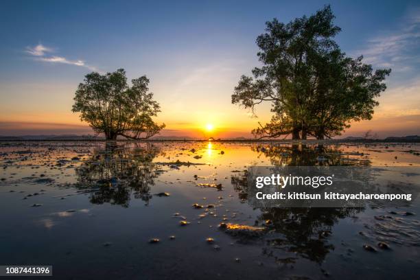 mangrove tree on the beach - belém brazil ストックフォトと画像