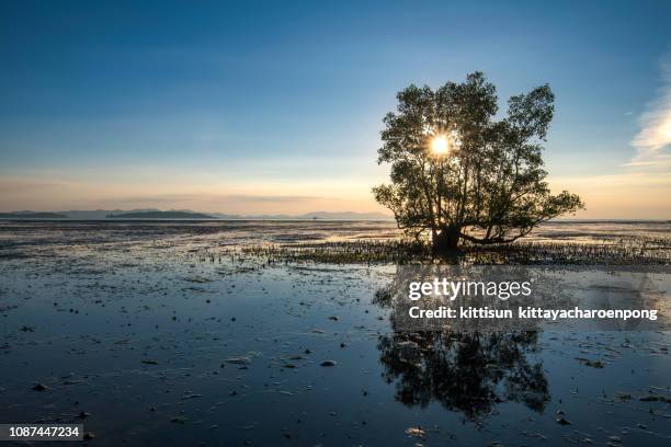 mangrove tree on the beach - paratransit bildbanksfoton och bilder