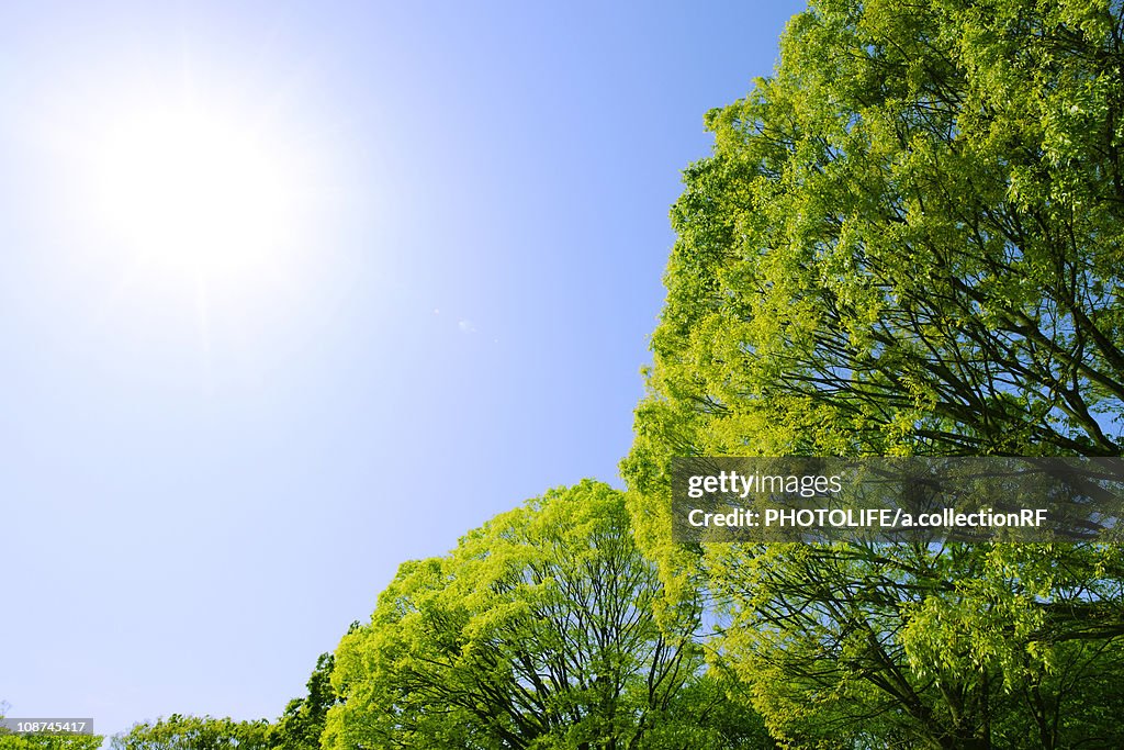 Zelkova Trees