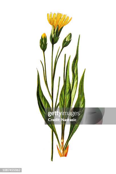 scorzonera hispanica, black salsify or spanish salsify, also known as black oyster plant, serpent root, viper's herb, viper's grass or simply scorzonera - scorzonera hispanica stock illustrations