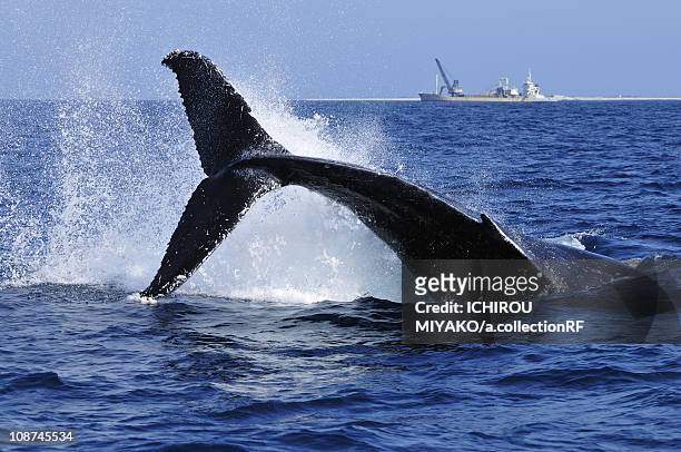 humpback whale breaching, ship in background - whale breaching stock pictures, royalty-free photos & images