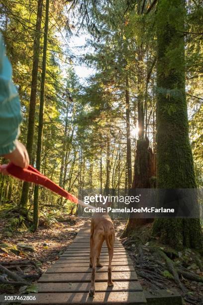 first person pov, woman walking leashed vizsla dog in forest - boardwalk stock pictures, royalty-free photos & images