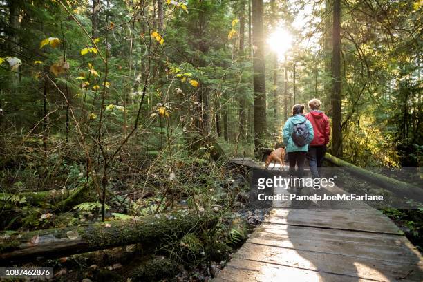 girlfriend and boyfriend walking vizsla dog along autumn forest trail - vancouver canada 2018 stock pictures, royalty-free photos & images