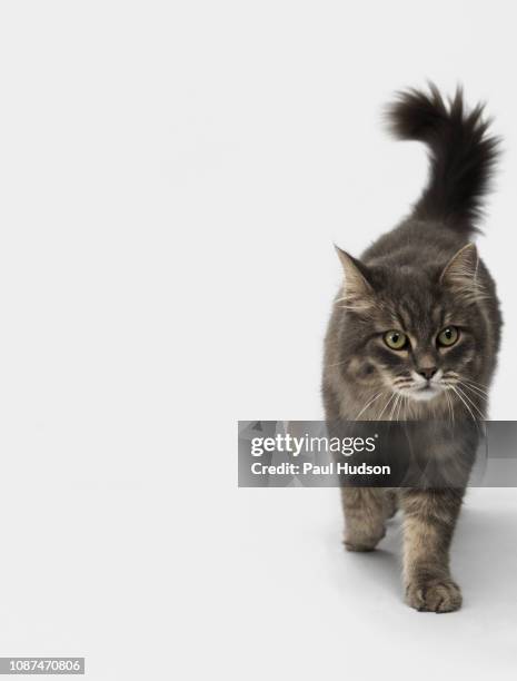 cat walking on white background - cat walking stock pictures, royalty-free photos & images