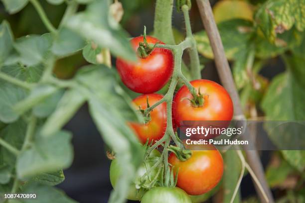 ripe, fresh red tomatoes growing on vine - tomato vine stock pictures, royalty-free photos & images