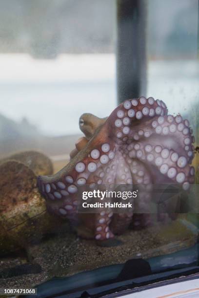 octopus tentacles pressed up against aquarium glass - octopus aquarium stock pictures, royalty-free photos & images