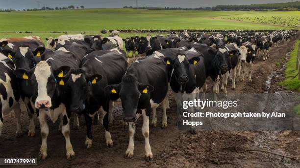 until the cows come home - dairy pasture stock pictures, royalty-free photos & images