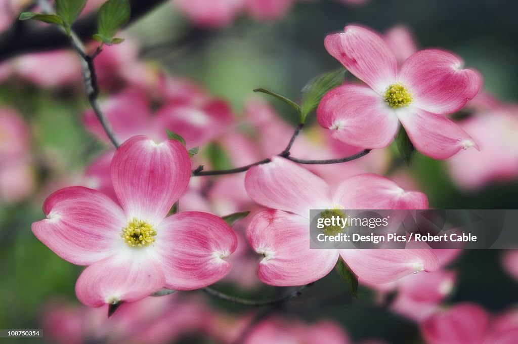Pink Dogwood Blossoms