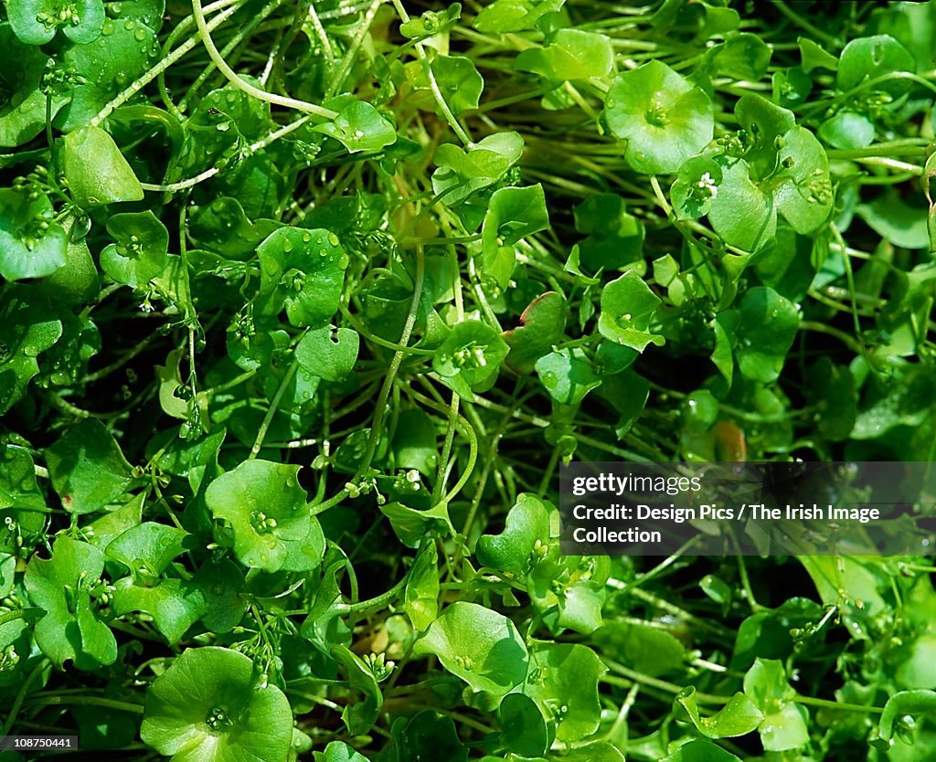 Vegetables, Winter Purslane