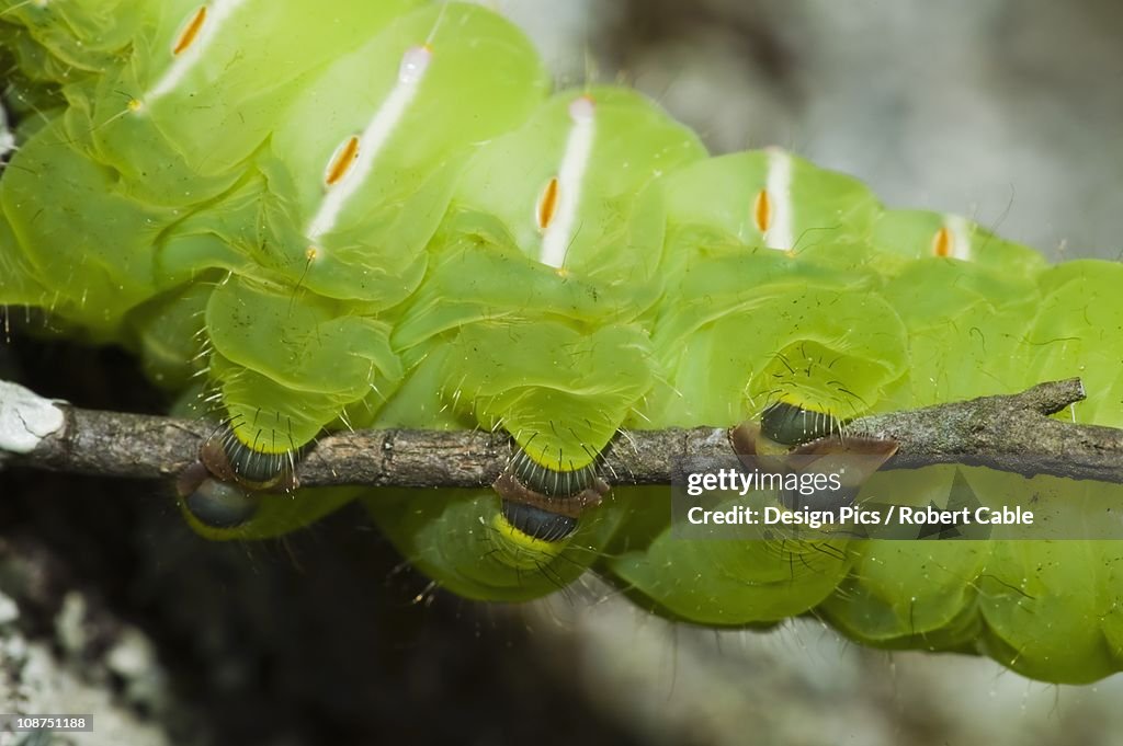 Polyphemus Moth Caterpillar (Antheraea Polyphemus) Clinging To A Stick