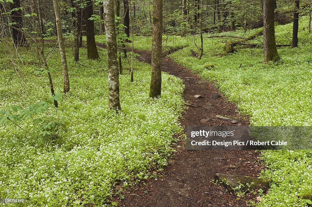 White Fringed Phacelia (Phacelia Fimbriata) Wildflowers Fills The Forest Along The Porter's Creek Trail In The Great Smoky Mountains National Park