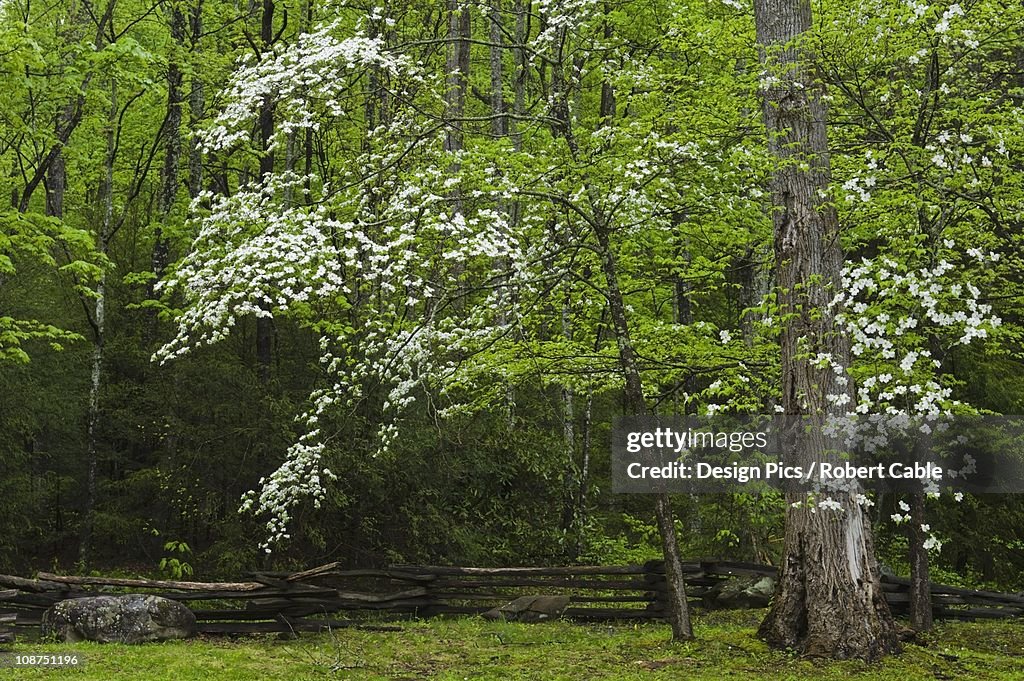 Flowering Dogwoods (Cornus Florida (L.) In The Forest With A Fence In The Great Smoky Mountains National Park