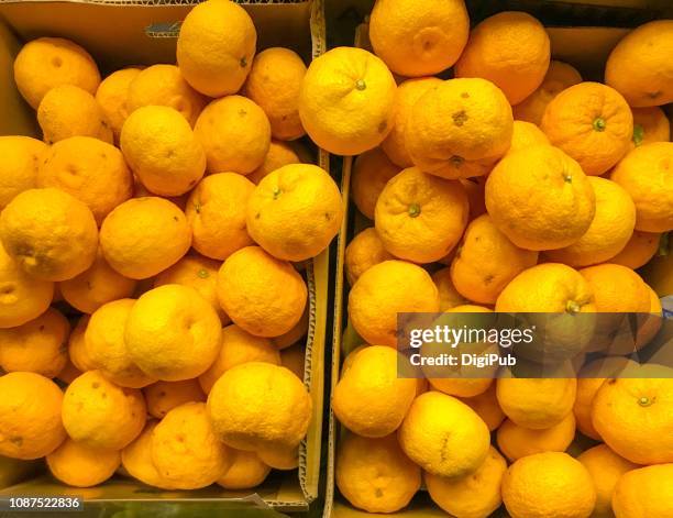 yuzu produced in kochi prefecture piled in cardboard boxes - yuzu photos et images de collection