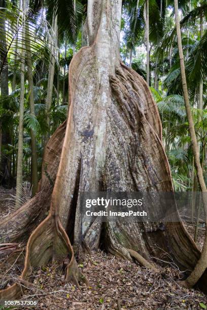 Butressed Trees 34 Buttressed Trees Stock Photos, High-Res Pictures, and Images - Getty ...