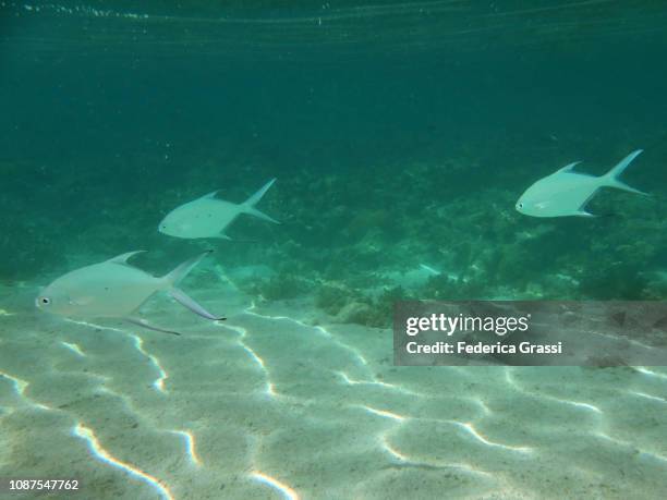 trachinotus baillonii (pompano), carangidae family - pferdekopf stock-fotos und bilder