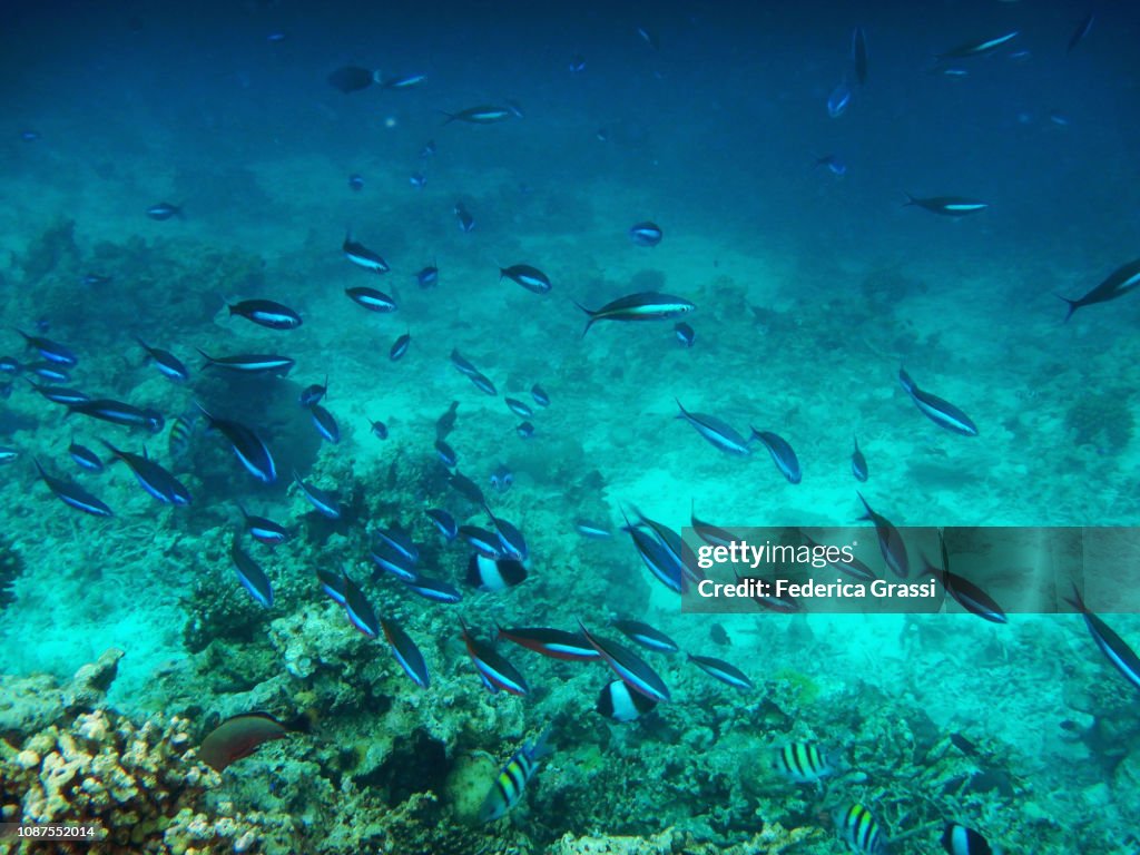 Shoal of Lunar Fusilier fish (Caesio lunaris)