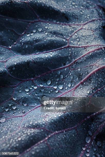 closeup detail of a cabbage leaf with water drops - food photography dark background blue imagens e fotografias de stock