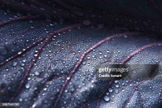 close-up detail van een kool blad met waterdruppels - bladnerf stockfoto's en -beelden