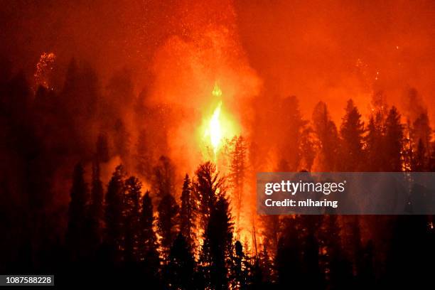 wild fire - forest fires stock pictures, royalty-free photos & images