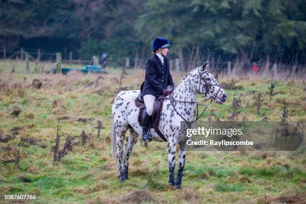 horse rider gathering for the annual boxing day hunt, held in cirencester park, the cotswolds, gloucestershire, england - appaloosa horse stock pictures, royalty-free photos & images
