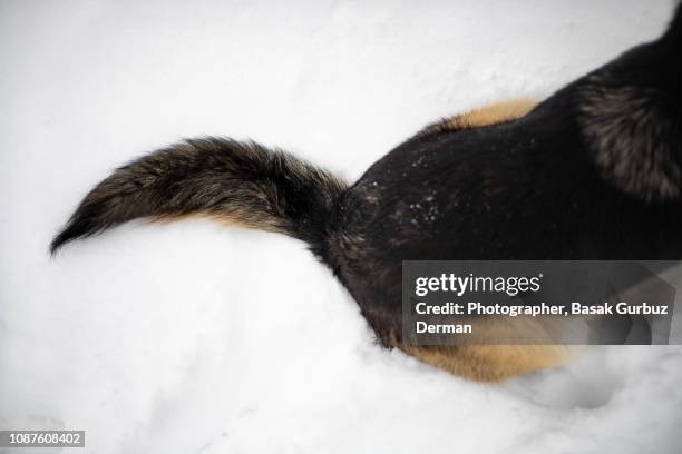 tail of a dog on snow - tail stock pictures, royalty-free photos & images