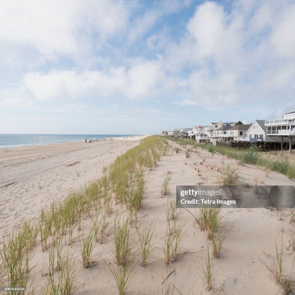 Grass on sand dunes at Bethany Beach in Delaware