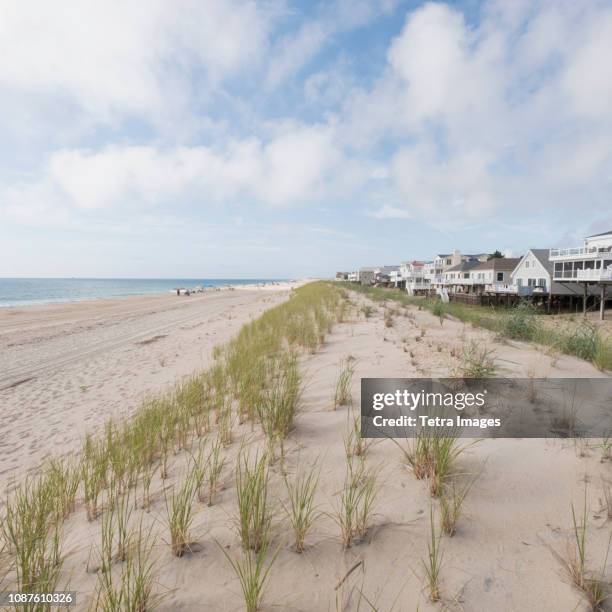 grass on sand dunes at bethany beach in delaware - デラウェア州 ストックフォトと画像