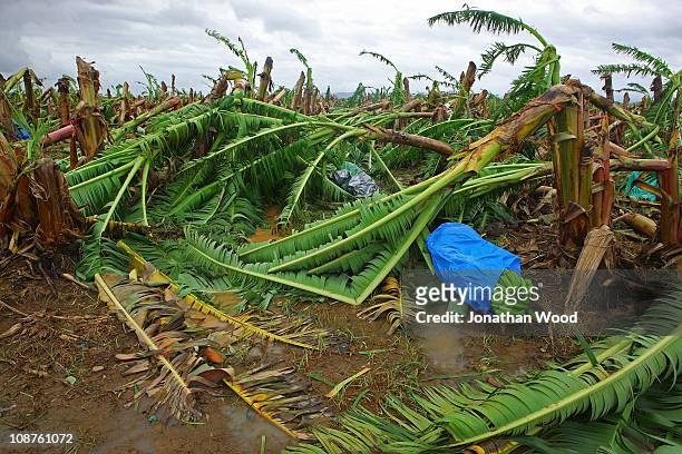 Damaged banana trees lay in a plantation on the outskirts of Innisfail on February 3, 2011 in Innisfail, Australia. So far no deaths or serious...