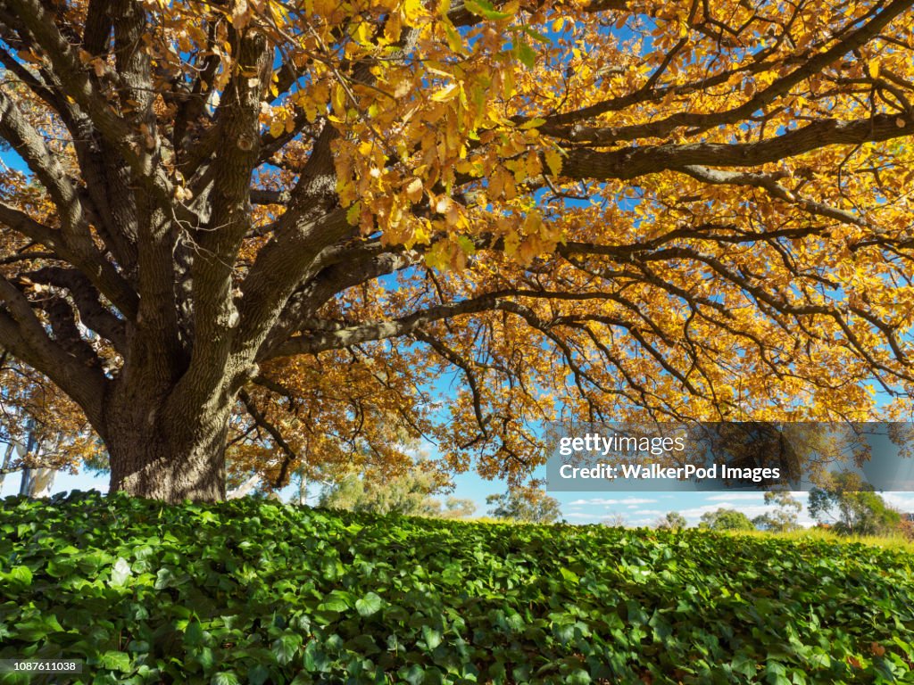 Tree with yellow leaves during autumn