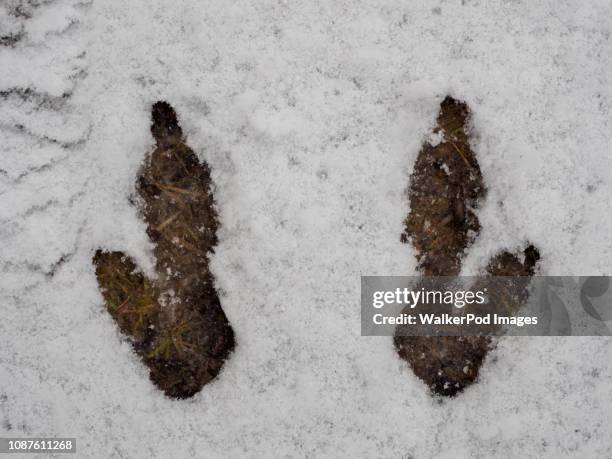 kangaroo prints in snow - impronta-de-animal fotografías e imágenes de stock